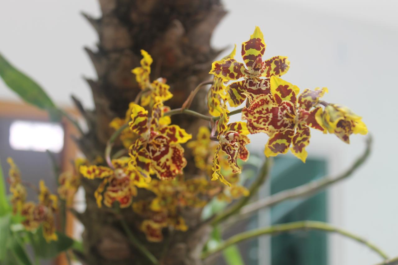 Pousada Orquideas de Maria Aparecida (Sao Paulo) Exterior foto